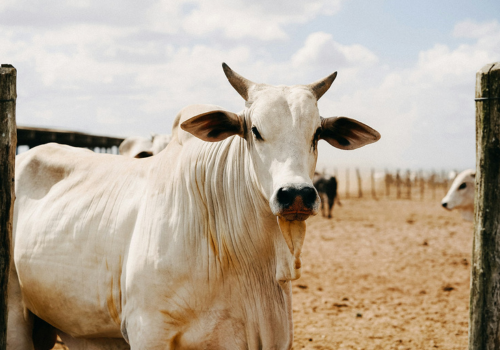 Aplicativos grátis para pesar gados e animais